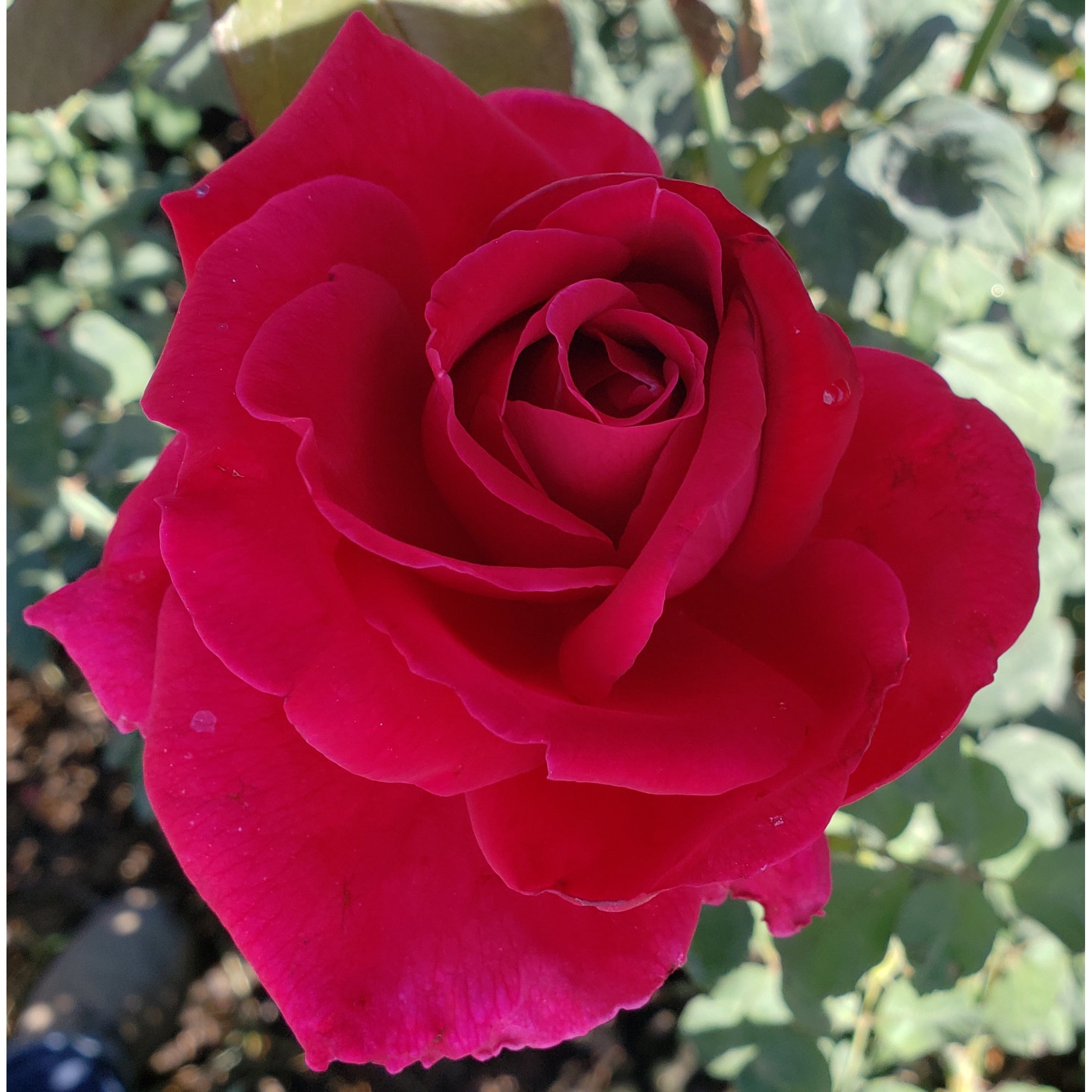 mister lincoln rose seeds Mister Lincoln