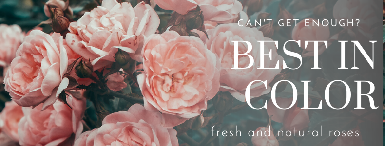 Golden Valley Rose Distributors LLC