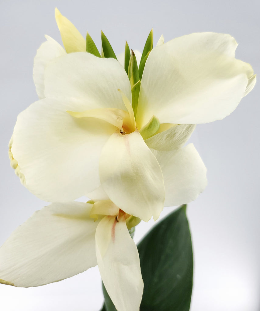 white bird canna lily White Canna Lilly – Golden Valley Rose Distributors LLC