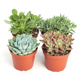 Assorted 4'' Succulents