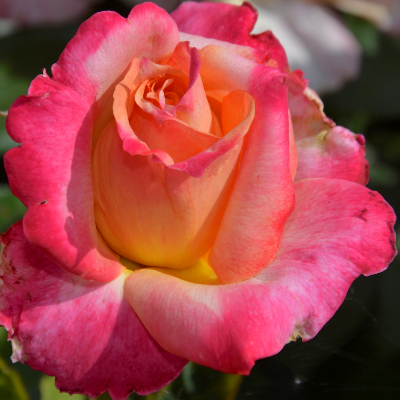 Broadway - 1 Gallon Own Root Rose