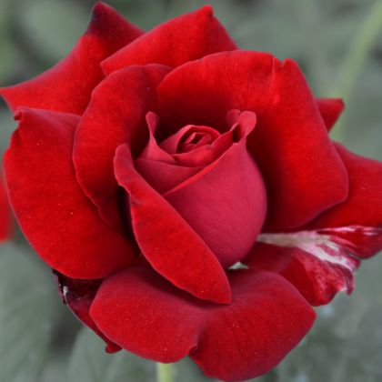 mr lincoln rose seeds Mister Lincoln